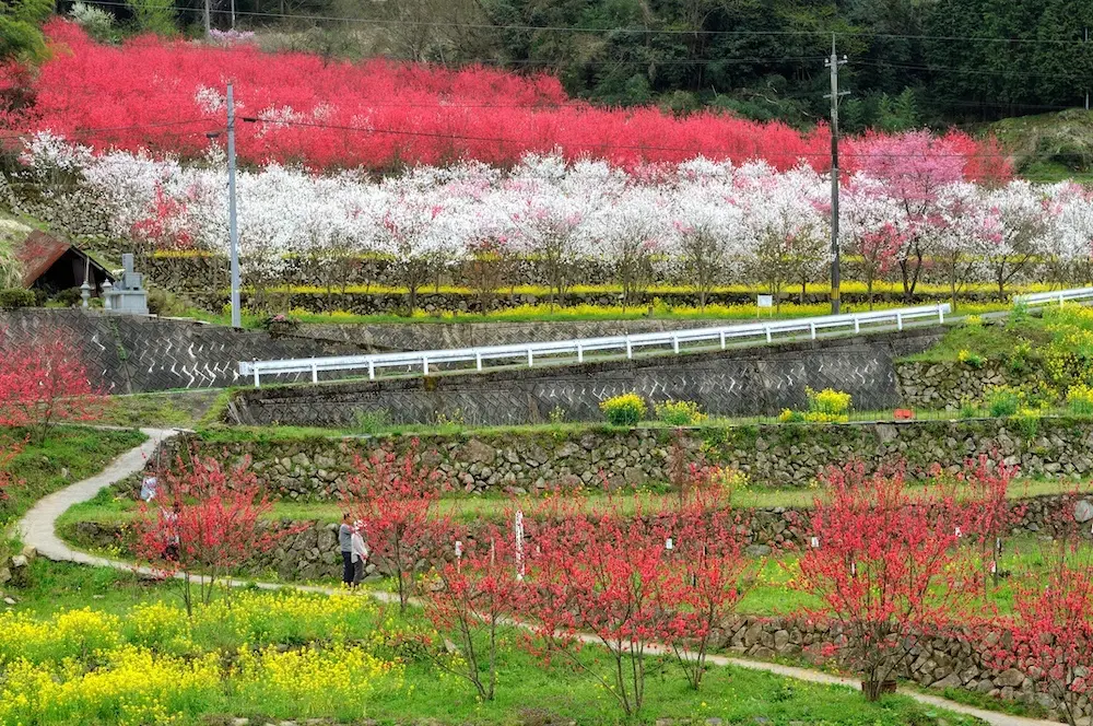 Hanamomo Peach Blossoms in the Closest Village to Heaven | Get