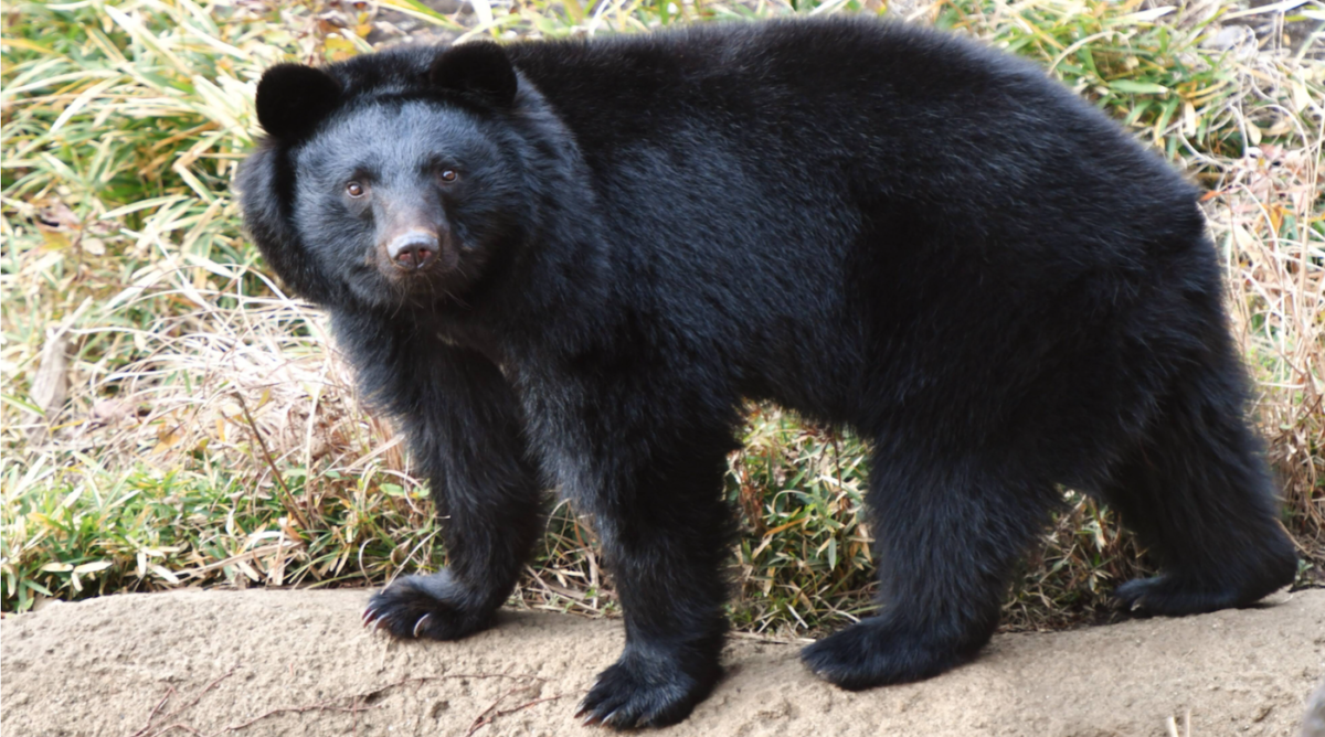 Bear Sightings In Asaminami Ku Get Hiroshima