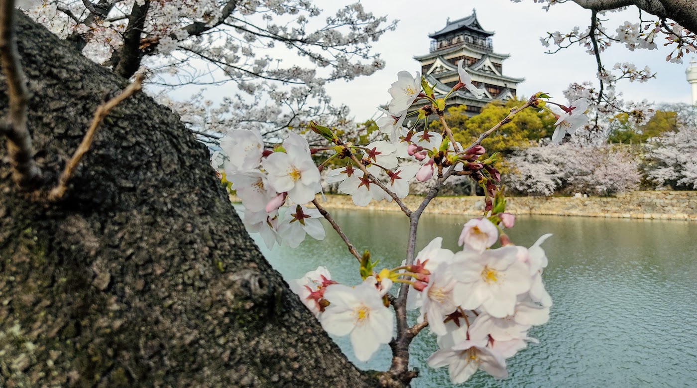 Hiroshima cherry blossoms to arrive super early… or late in 2022