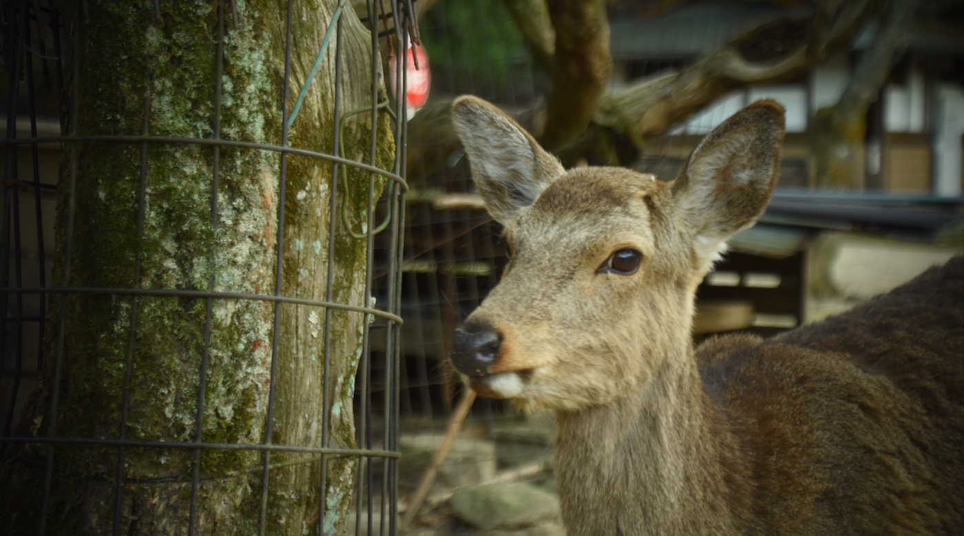 4 deer hit by Geibi Line trains in the space of 90 minutes Get Hiroshima