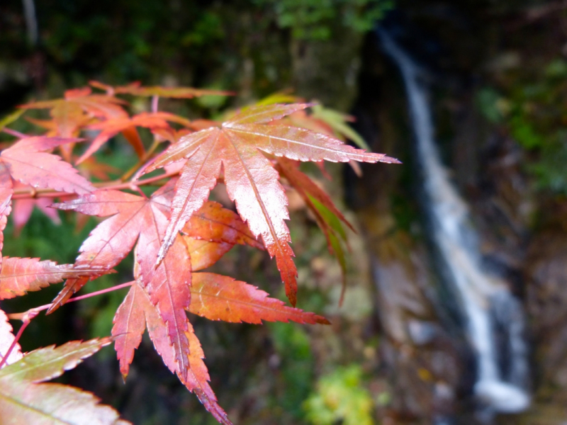 Autumn Leaves at Mitaki Temple - 04