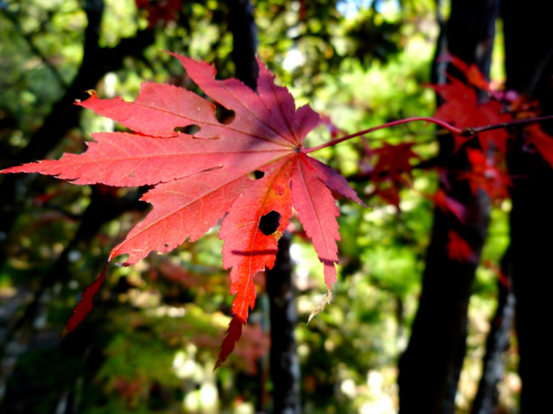 Autumn Leaves at Mitaki Temple - 05
