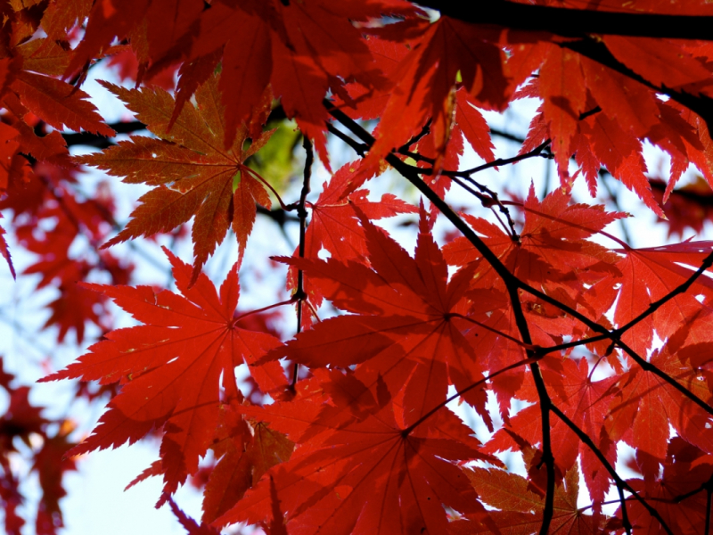 Autumn Leaves at Mitaki Temple - 06