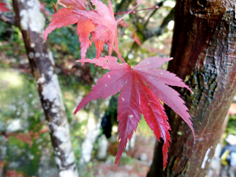 Autumn Leaves at Mitaki Temple - 07