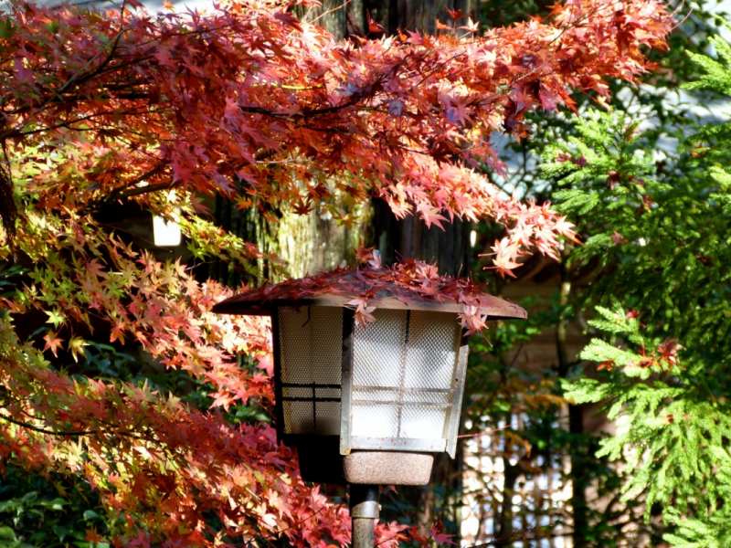Autumn Leaves at Mitaki Temple - 08