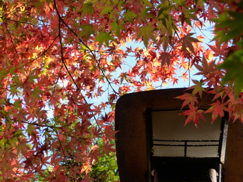 Autumn Leaves at Mitaki Temple - 09