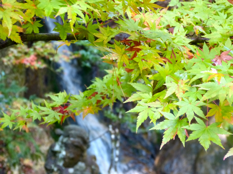 Autumn Leaves at Mitaki Temple - 10