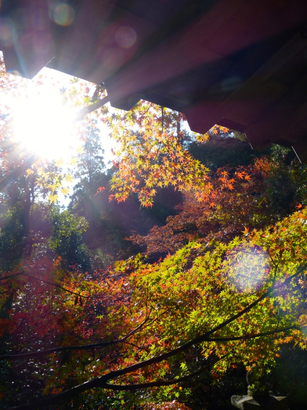 Autumn Leaves at Mitaki Temple - 15