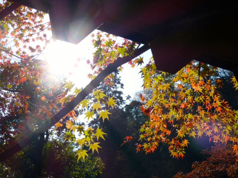 Autumn Leaves at Mitaki Temple - 16