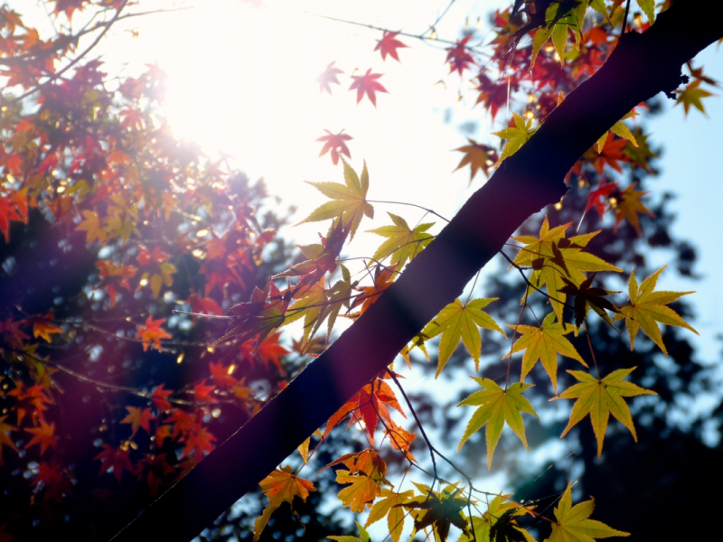 Autumn Leaves at Mitaki Temple - 17