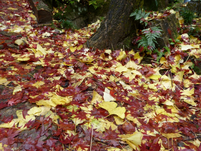 Autumn Leaves at Mitaki Temple - 20