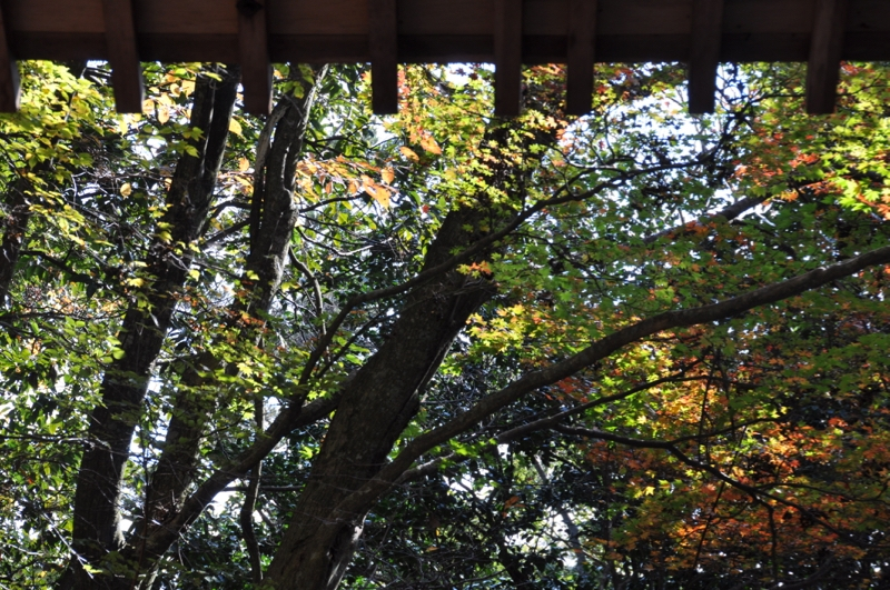 Autumn leaves at Gokurakuji - 1 of 12