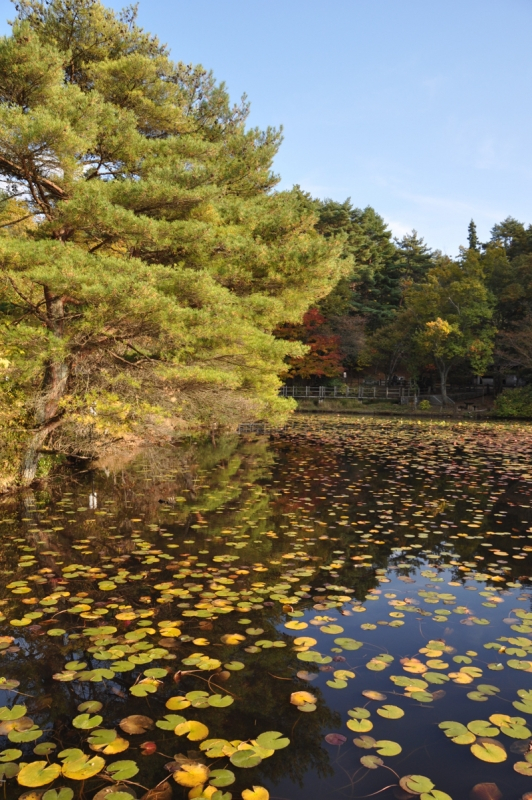 Autumn leaves at Gokurakuji - 10 of 12