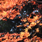 Autumn leaves at Gokurakuji - 5 of 12