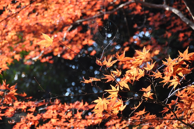Autumn leaves at Gokurakuji - 5 of 12