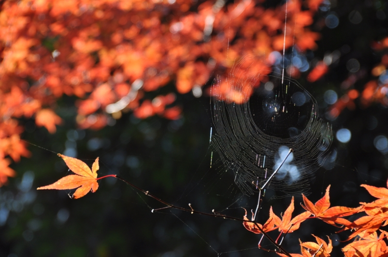 Autumn leaves at Gokurakuji - 6 of 12