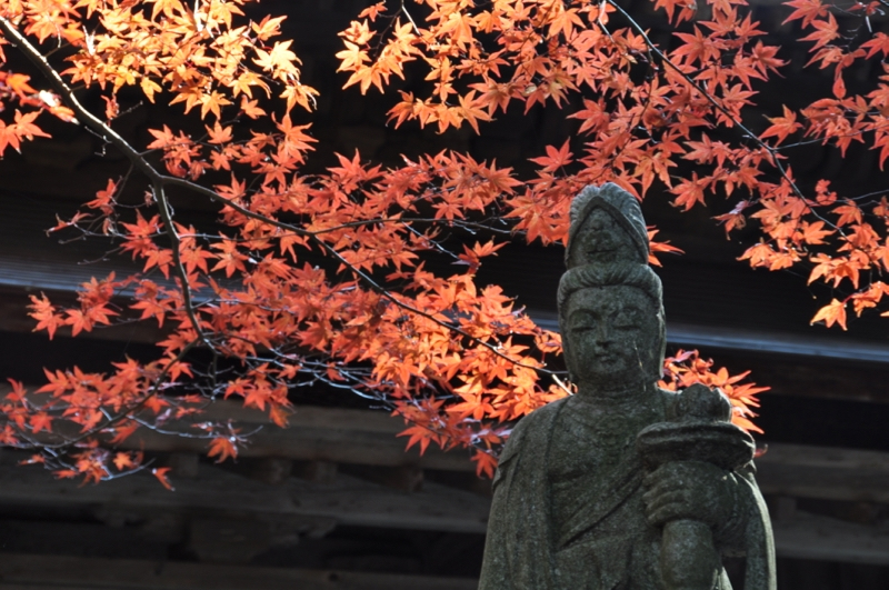Autumn leaves at Gokurakuji - 7 of 12