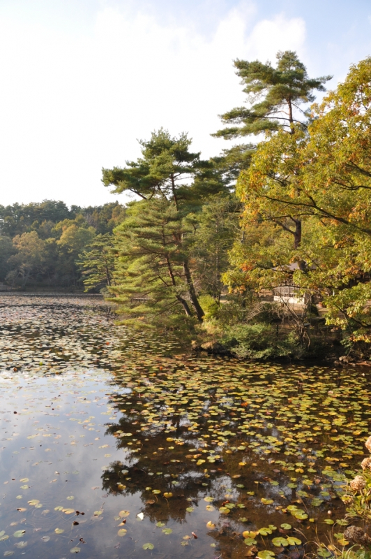 Autumn leaves at Gokurakuji - 9 of 12
