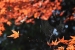 Autumn leaves at Gokurakuji - 6 of 12