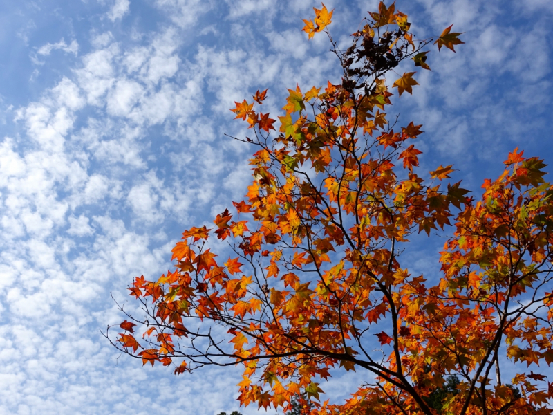 Autumn leaves against and autumn sky