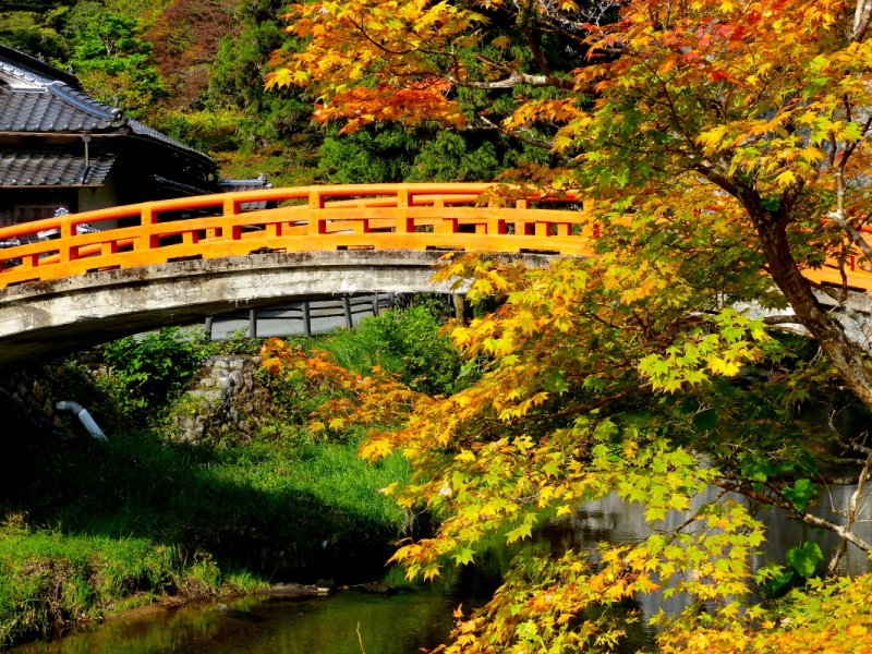 Autumn leaves catch the sunlight at Sekiun Bridge