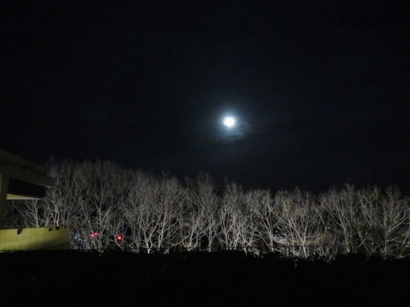 Moon viewing at the Okuda Genso-Sayume Art Museum Moon Over Bare Trees