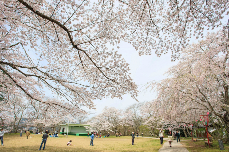 Ozekiyama sakura