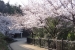Sakura Cherry Blossoms at Ushita Sogo Koen Park