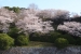 Sakura Cherry Blossoms at Ushita Sogo Koen Park