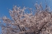 Sakura Cherry Blossoms at Ushita Sogo Koen Park