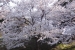 Sakura Cherry Blossoms at Ushita Sogo Koen Park