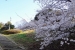 Sakura Cherry Blossoms at Ushita Sogo Koen Park
