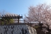 Sakura Cherry Blossoms at Ushita Sogo Koen Park