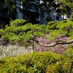 Ume blossoms at Shukkei-en Garden 2017