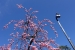 Ume blossoms at Shukkei-en Garden 2017