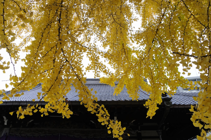 Anraku-ji Temple Hondo and yellow gingko leaves