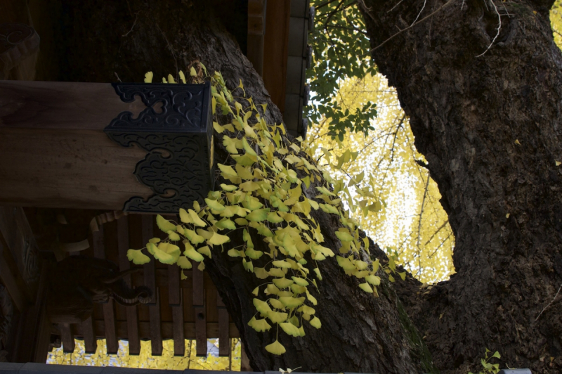Gingko growing through the temple gate