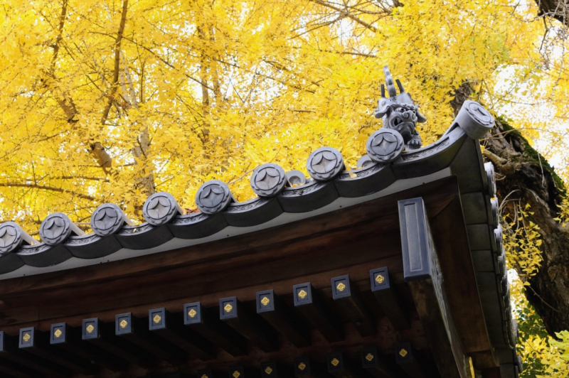 Temple gate awning and yellow gingko leaves