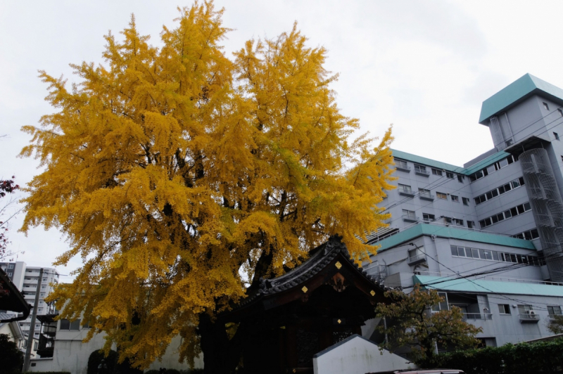 The great gingo tree at Anraku-ji stands behind a rather uninspiring apartment building