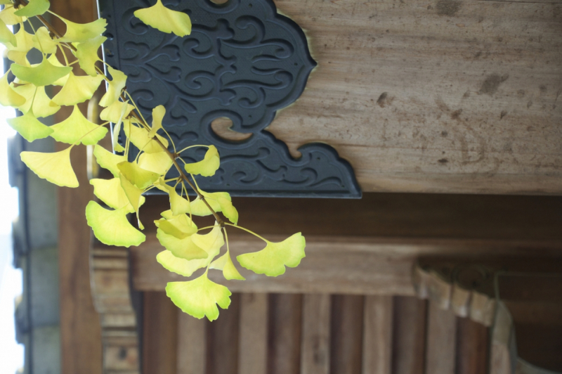 Yellowing leaves