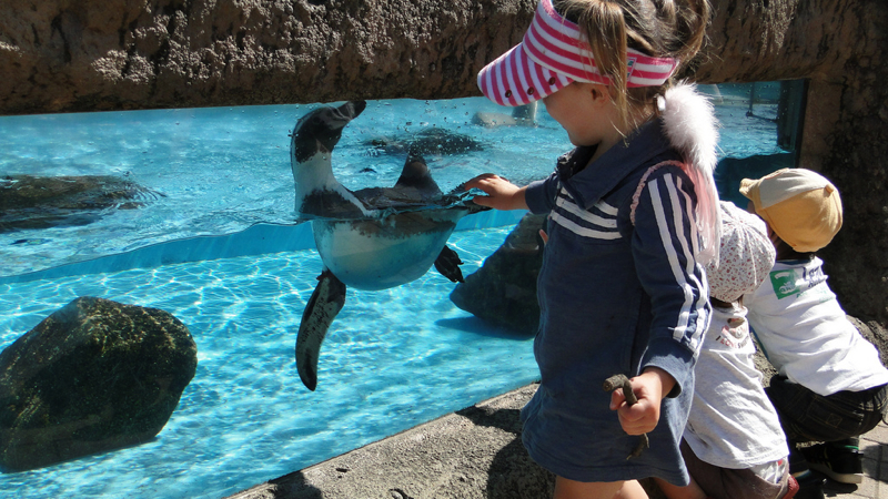 making friends with penguins