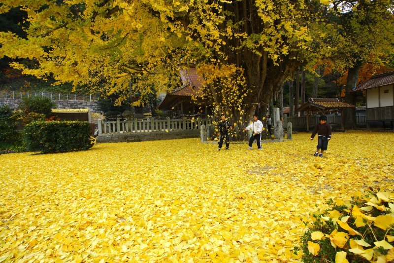 Tsutsuga Gingko Tree