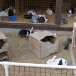 Cadore Rabbit Pen