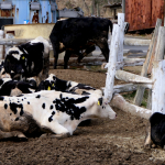 Cows at Cadore