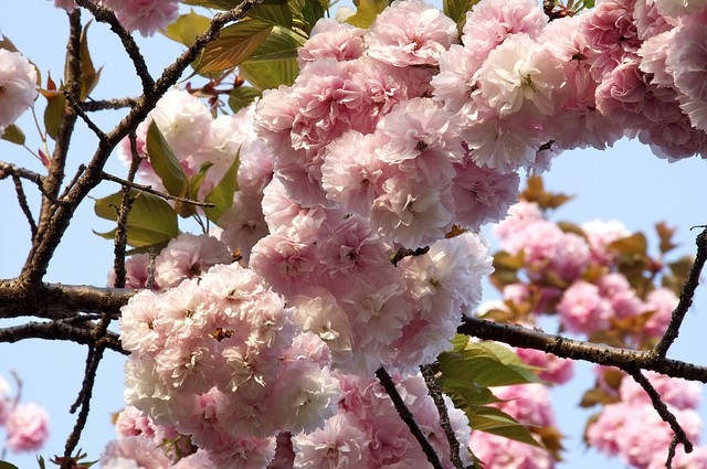 Cherry blossoms at the Japan Mint in Hiroshima