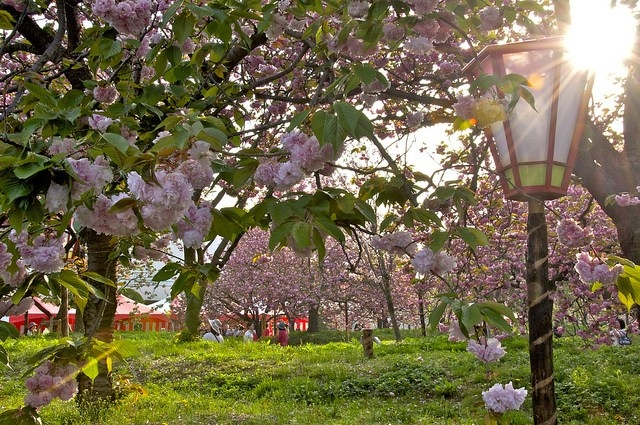 Cherry blossoms at the Japan Mint in Hiroshima