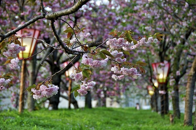 Cherry blossoms at the Japan Mint in Hiroshima