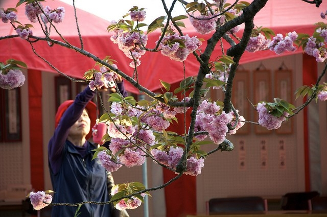 Cherry blossoms at the Japan Mint in Hiroshima
