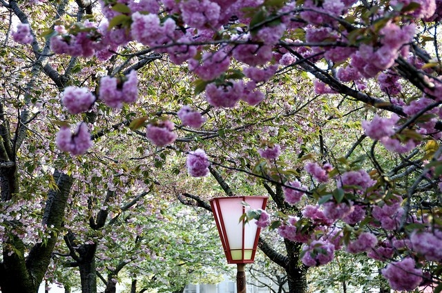 Cherry blossoms at the Japan Mint in Hiroshima