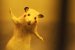 super-rat